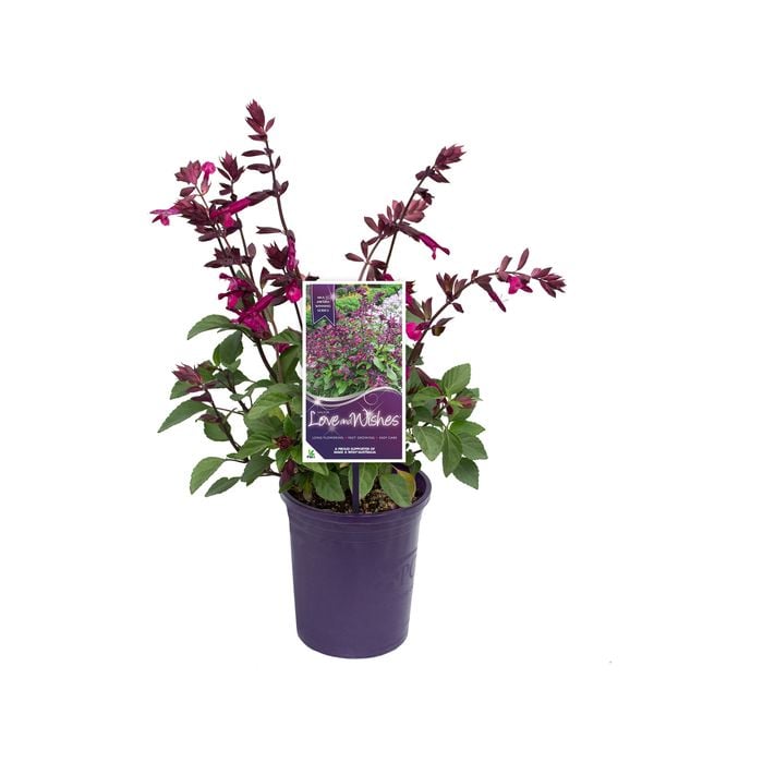140mm Salvia Love And Wishes - Salvia buchananii