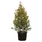 270mm Syzygium Hinterland Gold - Syzygium australe