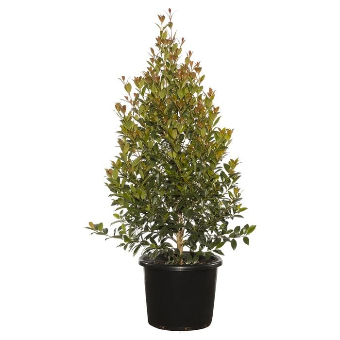270mm Syzygium Hinterland Gold - Syzygium australe