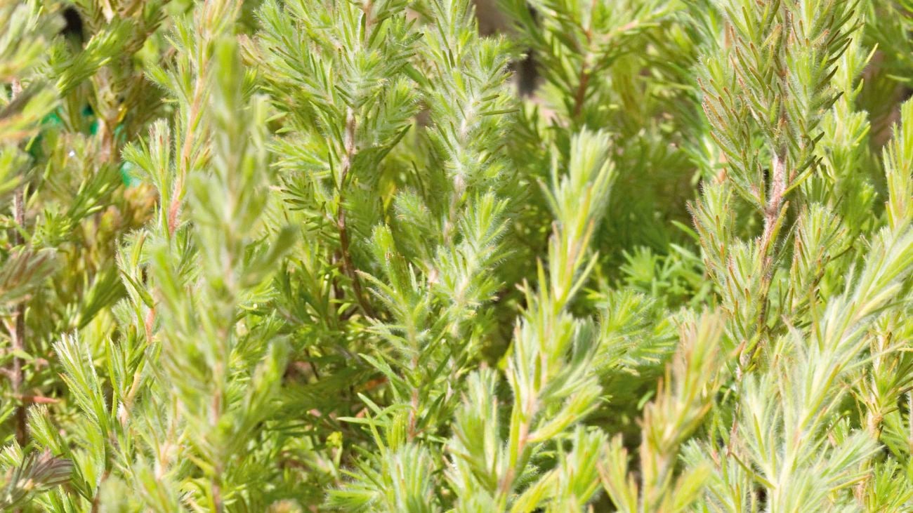 Close up of Australian native Spearwood plant
