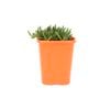85mm Iceplant - Drosanthemum speciosum Kliprand