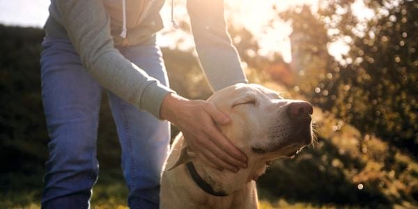 Person petting a dog in a garden.