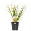 140mm Lomandra Tanika - Lomandra longifolia