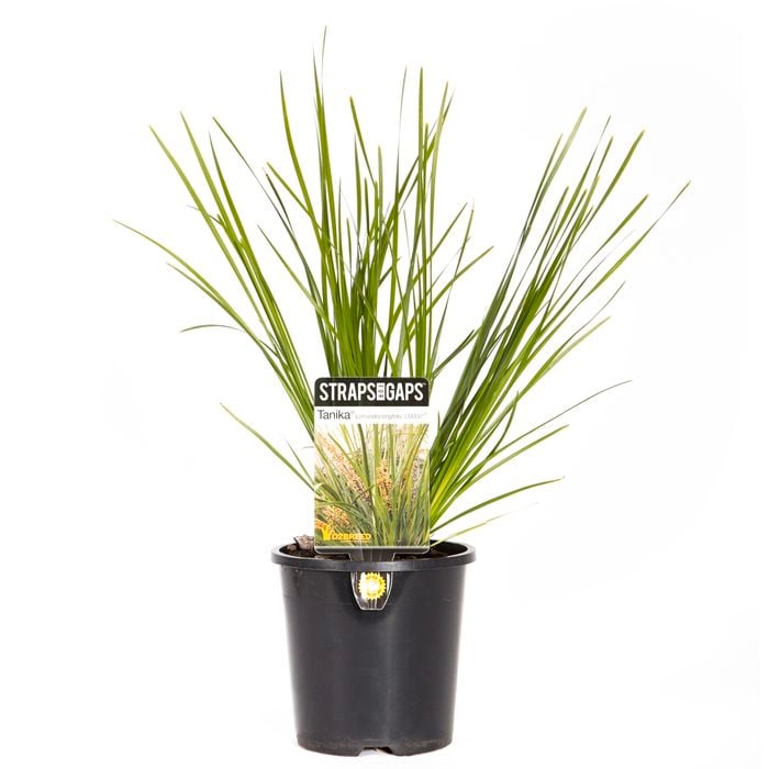 140mm Lomandra Tanika - Lomandra longifolia
