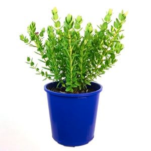 Shrubs
