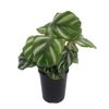 125mm Round-Leaved Calathea - Calathea orbifolia Watercolours