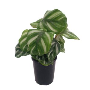 125mm Round-Leaved Calathea - Calathea orbifolia Watercolours