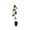 3L Grape Buffalo - Vitis species