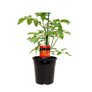 180mm Tomato Grosse Lisse - Lycopersicon esculentum