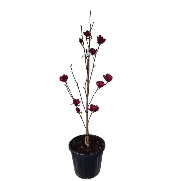 30L Magnolia Genie - Magnolia soulangeana