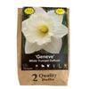 Yarra Valley Bulbs Daffodil Geneve - 2 Pack