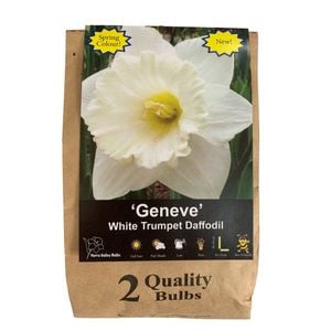 Yarra Valley Bulbs Daffodil Geneve - 2 Pack