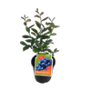 3L Blueberry Blue Magic - Vaccinium ashei Whitu - Incredible Edibles Range