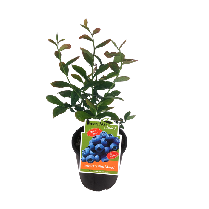 3L Blueberry Blue Magic - Vaccinium ashei Whitu - Incredible Edibles Range