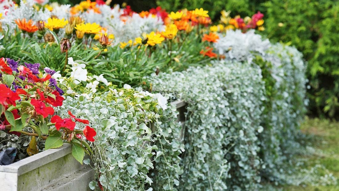 Raised garden bed with trailing silvery-green Dichondra foliage and colourful flowers.