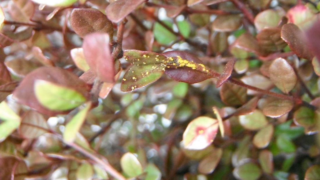 View of myrtle rust on plant leaves.