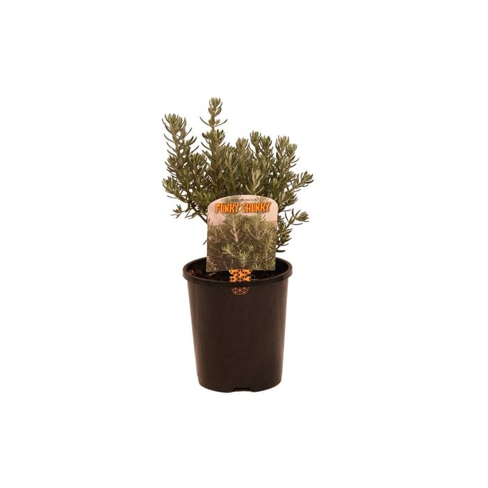 140mm Westringia Funky Chucky - Westringia fruticosa