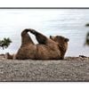 A Bear Stretches on The Beach  Print 100% Australian Made 120x90cm  (Poster)