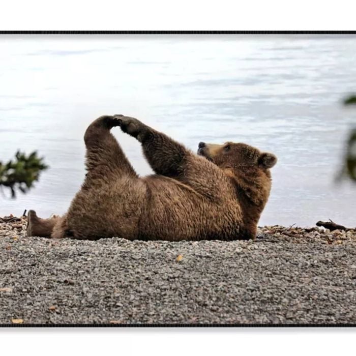 A Bear Stretches on The Beach  Print 100% Australian Made 120x90cm  (Poster)