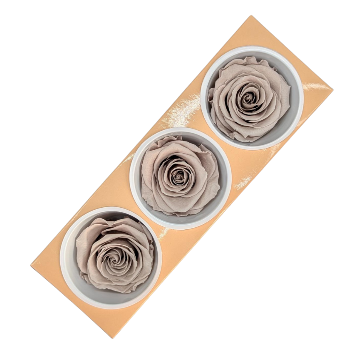 Blooms of Joy 6cm Sand Beige Preserved Rose 3 Pack - Bunnings Australia