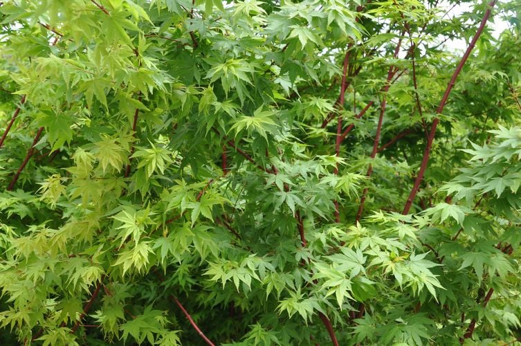 Branches of a large leafy tree