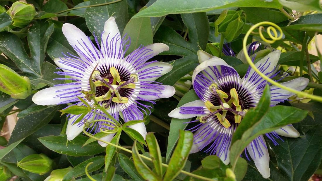 Two vibrant purple and white passionfruit flowers with green leaves and tendrils. [[2609NZ] P...l Fruit_V1 | Word]