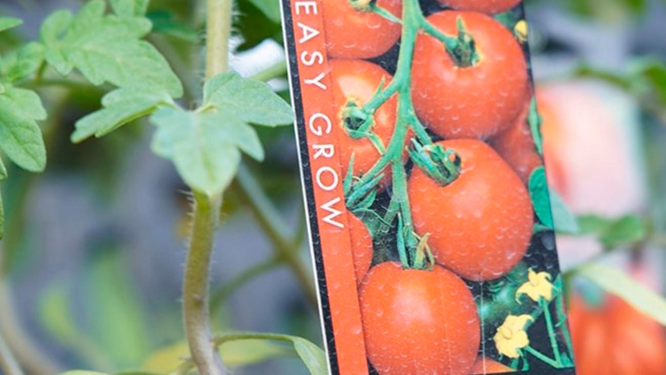 A close up of a tomato plant