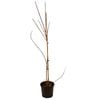 200mm Forsythia Intermedia