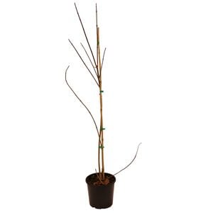 200mm Forsythia Intermedia