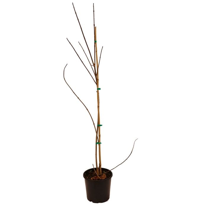 200mm Forsythia Intermedia
