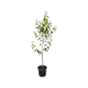 300mm Ornamental Pear - Pyrus calleryana Capital