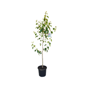 300mm Ornamental Pear - Pyrus calleryana Capital