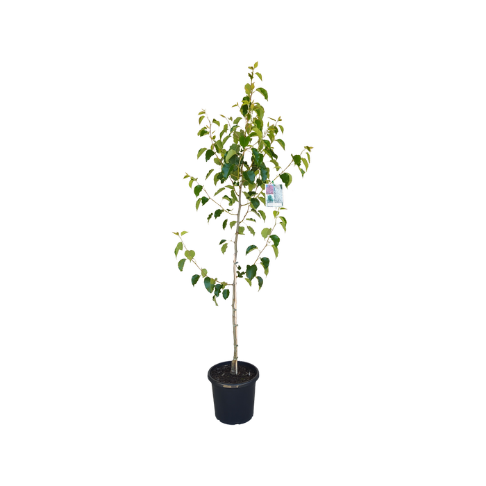 300mm Ornamental Pear - Pyrus calleryana Capital
