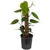 170mm Heart Leaf Philodendron - Philodendron cordatum