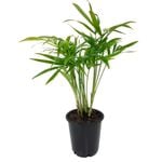 70mm Parlour Palm - Chamaedorea elegans