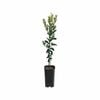 4L Mandarin Clementine Grafted - Citrus reticulata
