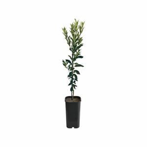 4L Mandarin Clementine Grafted - Citrus reticulata