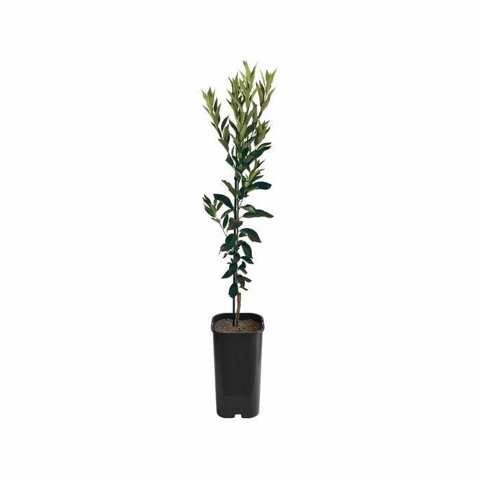 4L Mandarin Clementine Grafted - Citrus reticulata