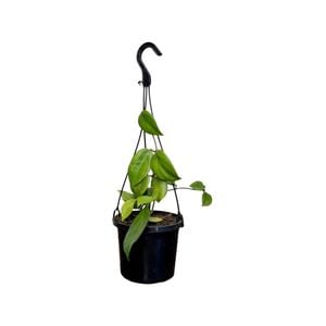 125mm Pottsii Hanging Basket - Hoya