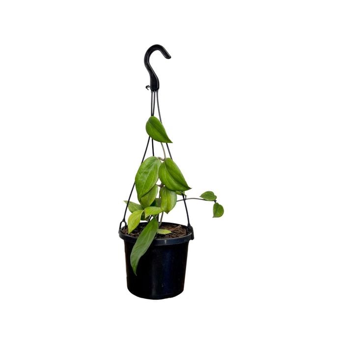125mm Pottsii Hanging Basket - Hoya