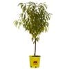 250mm May Grand Nectarine - Prunus persica var. nucipersica