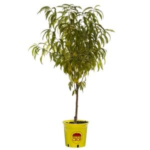 250mm May Grand Nectarine - Prunus persica var. nucipersica