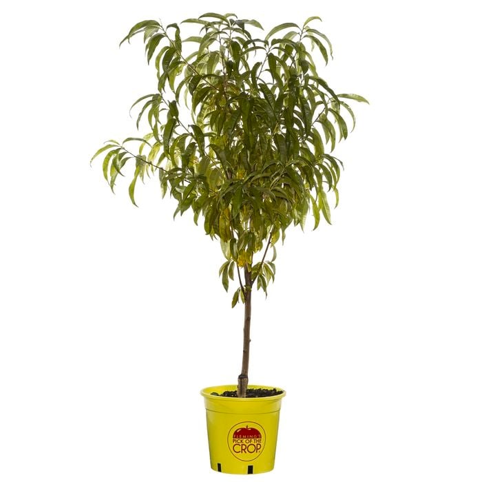 250mm May Grand Nectarine - Prunus persica var. nucipersica