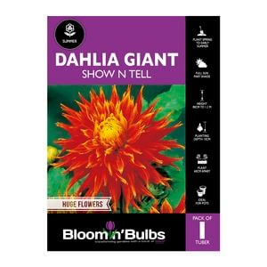 Bloomin Bulbs Dahlia Giant Show N Tell - 1 Pack