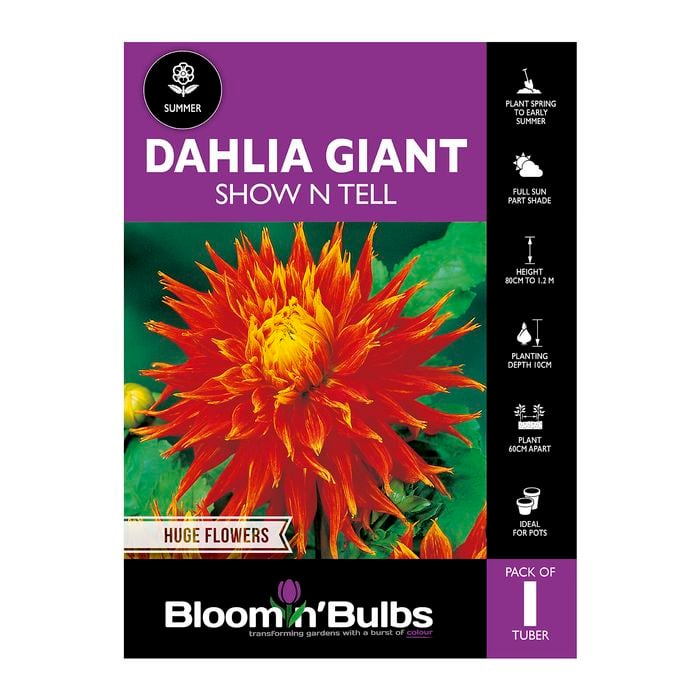 Bloomin Bulbs Dahlia Giant Show N Tell - 1 Pack