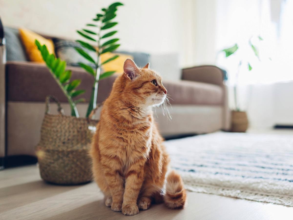 How To Stop Cats Scratching Furniture Bunnings New Zealand