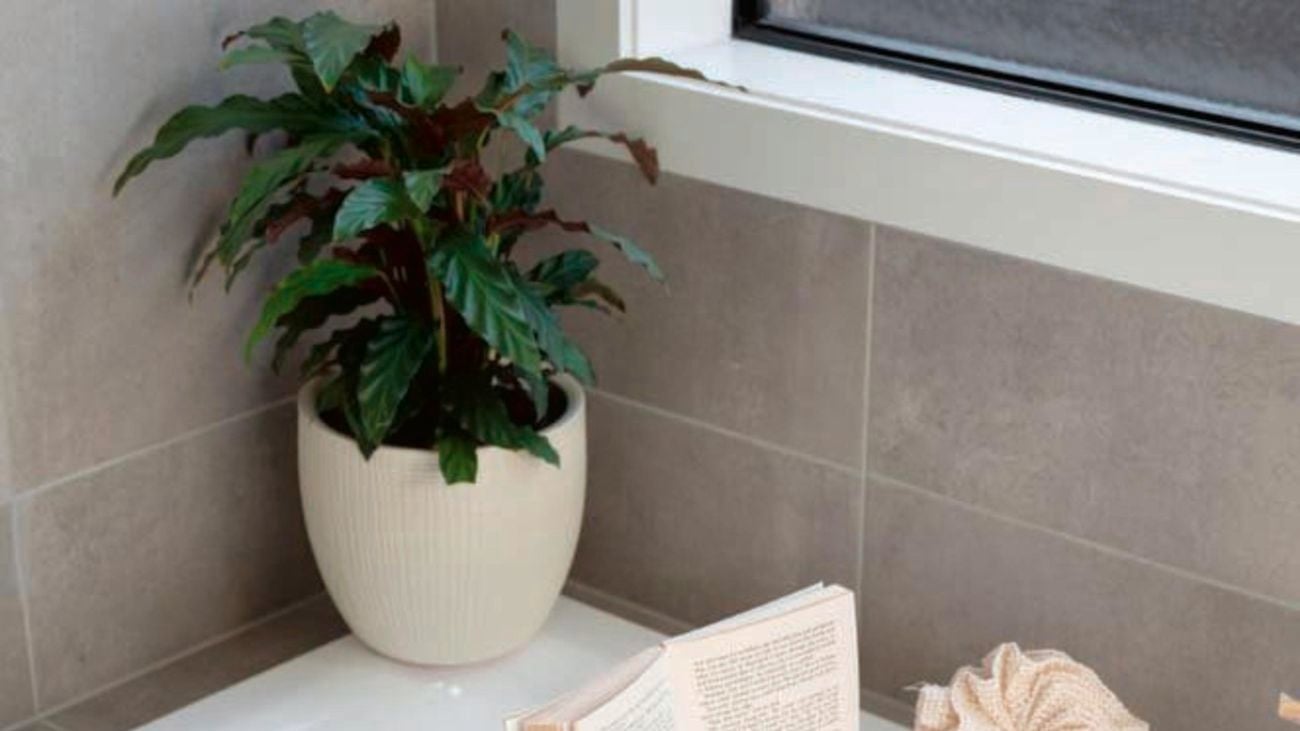 Calathea in a large white egg planter in a bathroom.