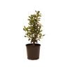 200mm Viburnum - Viburnum tinus