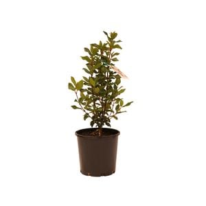 200mm Viburnum - Viburnum tinus