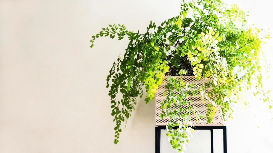 Maidenhair fern foliage cascades over the sides of a pot.